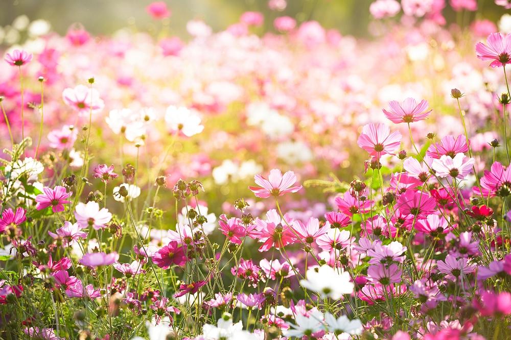 Bedruckte Fensterfolie mit Kosmosblumen in Rosa und Pink