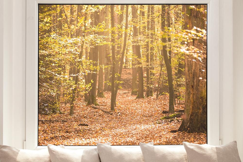 Fensterfolie Herbstwald im Querformat