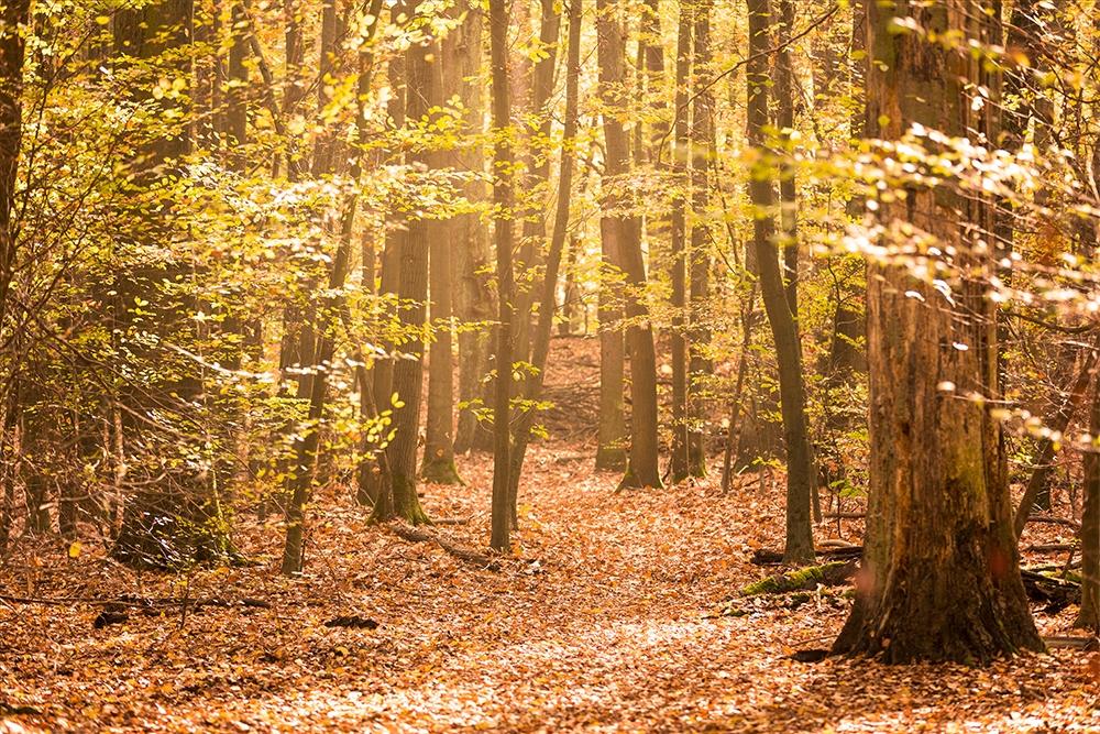 Fensterfolie Wald im Herbst im Querformat