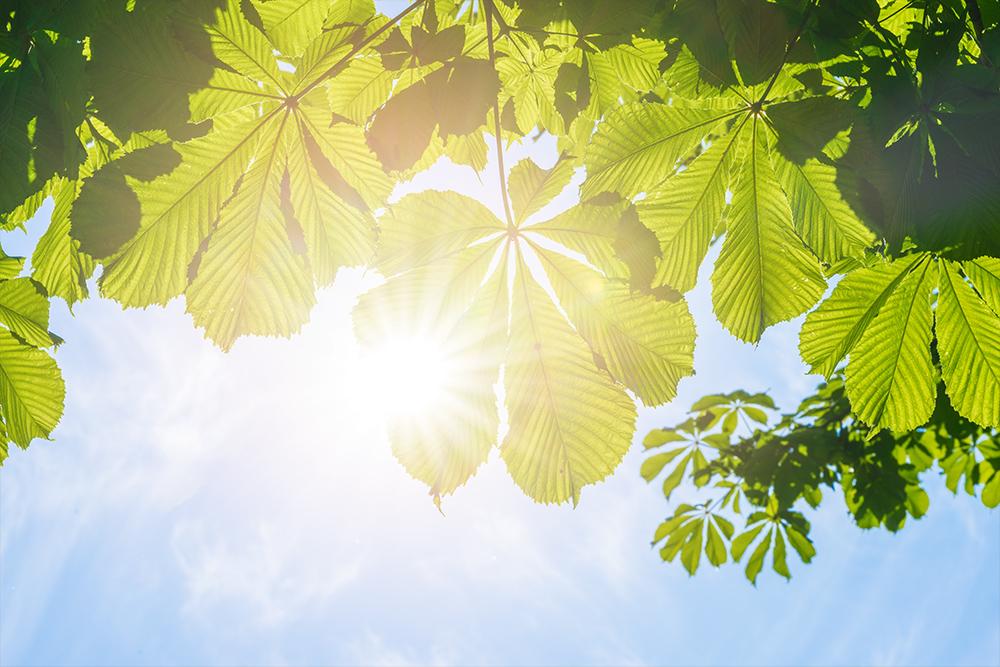 Fensterfolie mit Kastanienblättern im Sonnenlicht