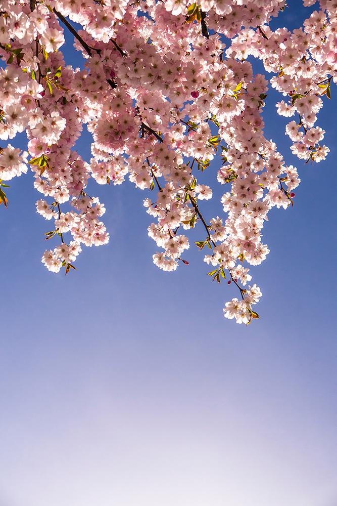 Selbstklebende Fensterfolie I Sichtschutz I Kirschblüten-Motiv