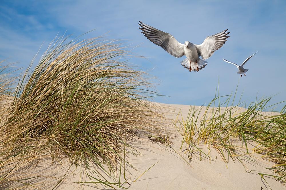 Selbstklebende Fensterfolie mit Möwen über Dünen an der Ostsee
