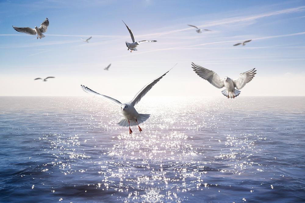 Selbstklebende Fensterfolie Möwen über dem Meer