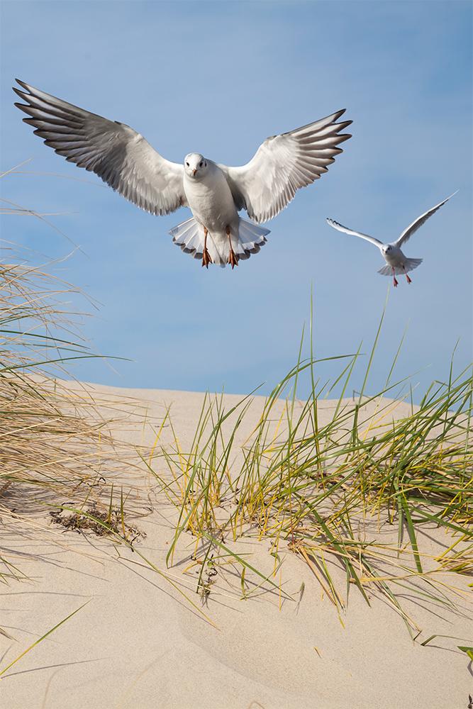 Fensterfolie als Sichtschutz – Möwen über Dünen an der Ostsee