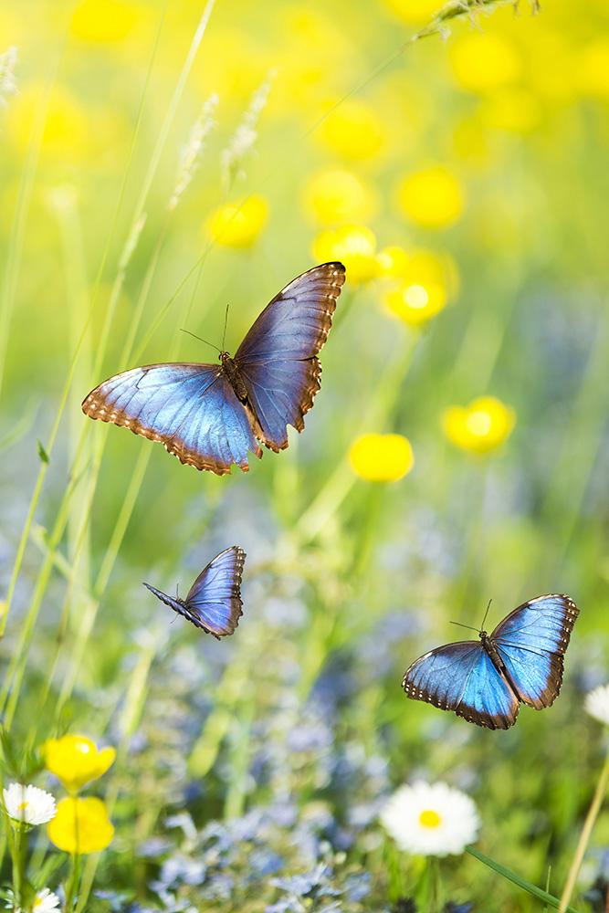 Fensterfolie Schmetterlinge im Frühling I Online kaufen!