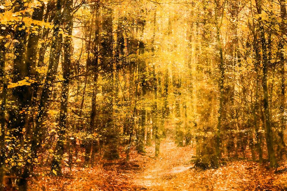 Fototapete malerischer Herbstwald