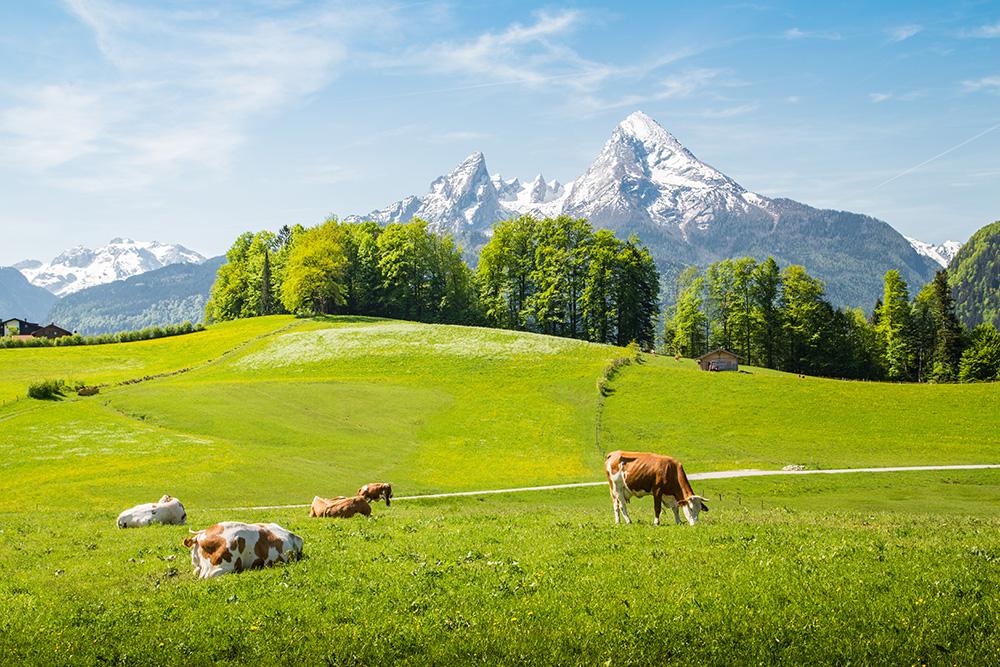 Fototapete Kühe grasen in den Alpen