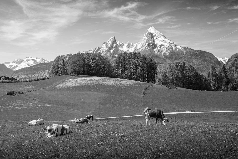 Schwarz-Weiß Fototapete Kühe in den Alpen