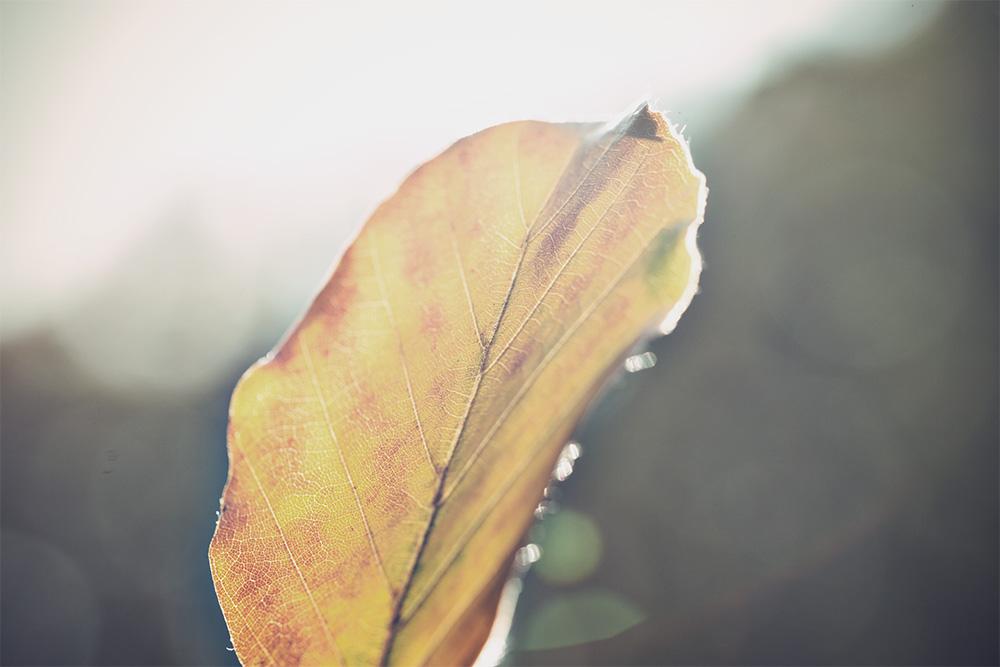 Fototapete Blatt im Herbst