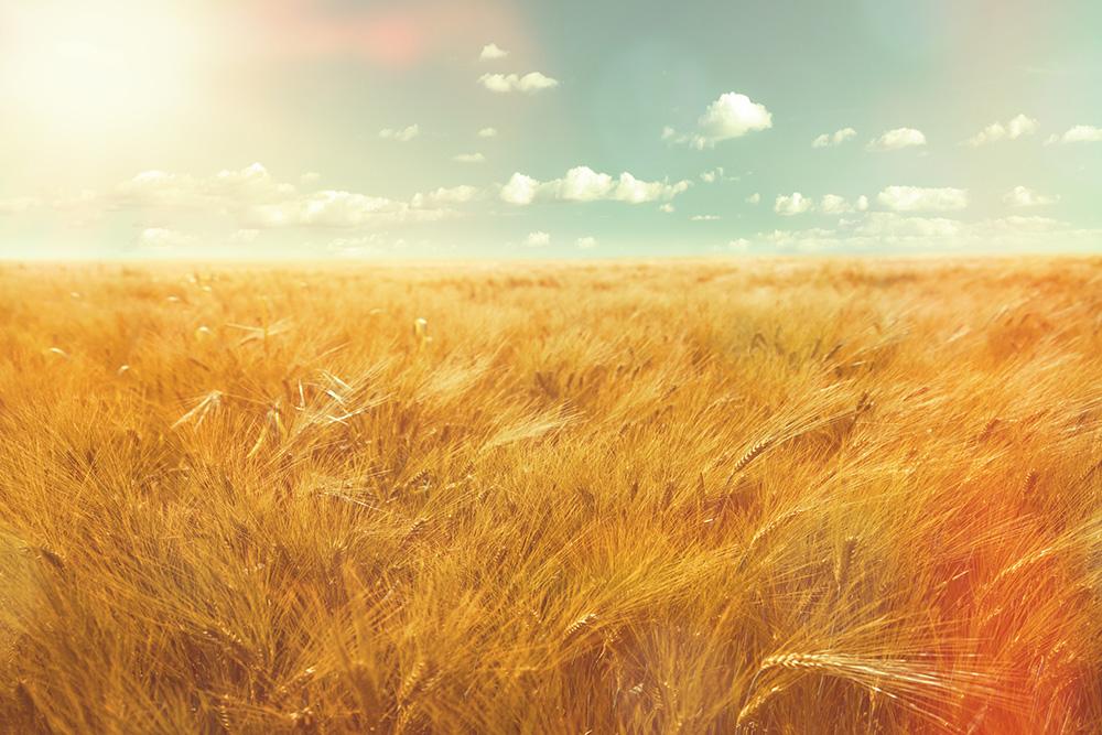 Fototapete Gerstefeld im Sommer im Vintage-Look