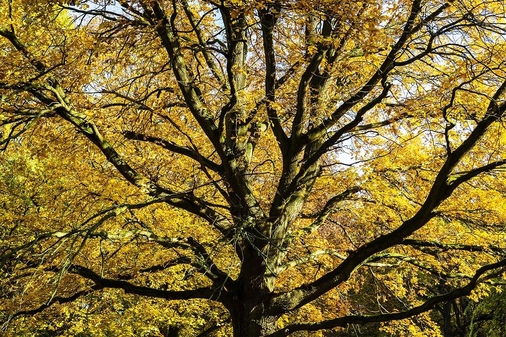 Fototapete Herbstbaum