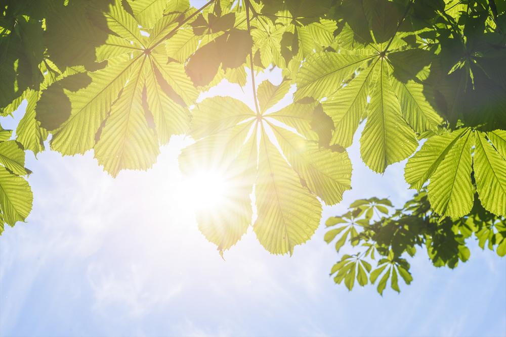 Fototapete Kastanienblätter im Sonnenlicht