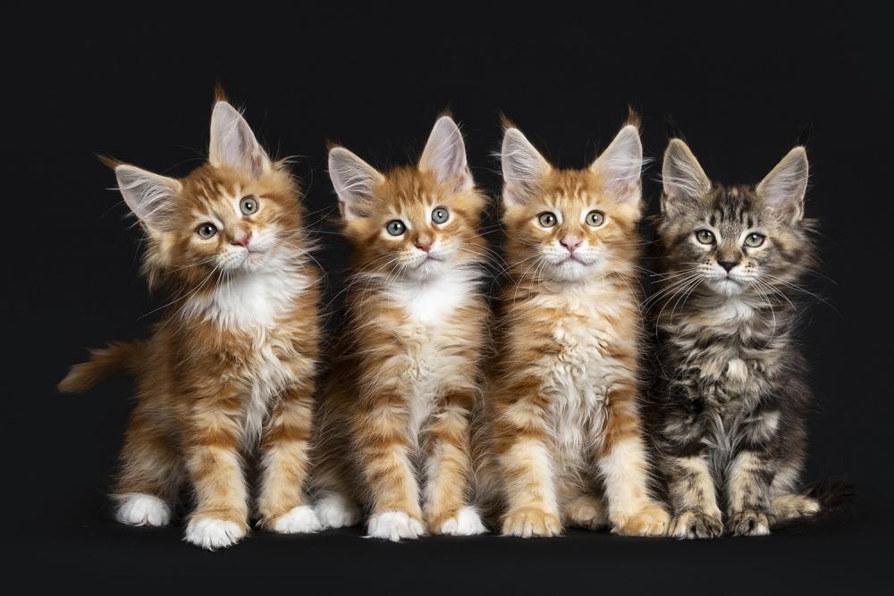 Fototapete Maine-Coon-Katzen