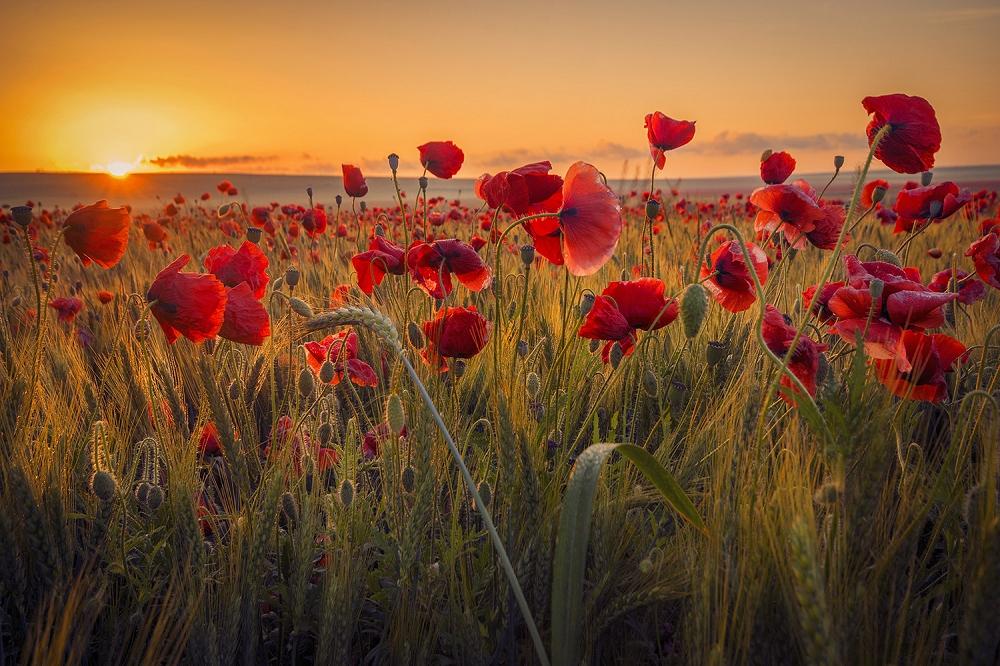 Fototapete Mohnblumen