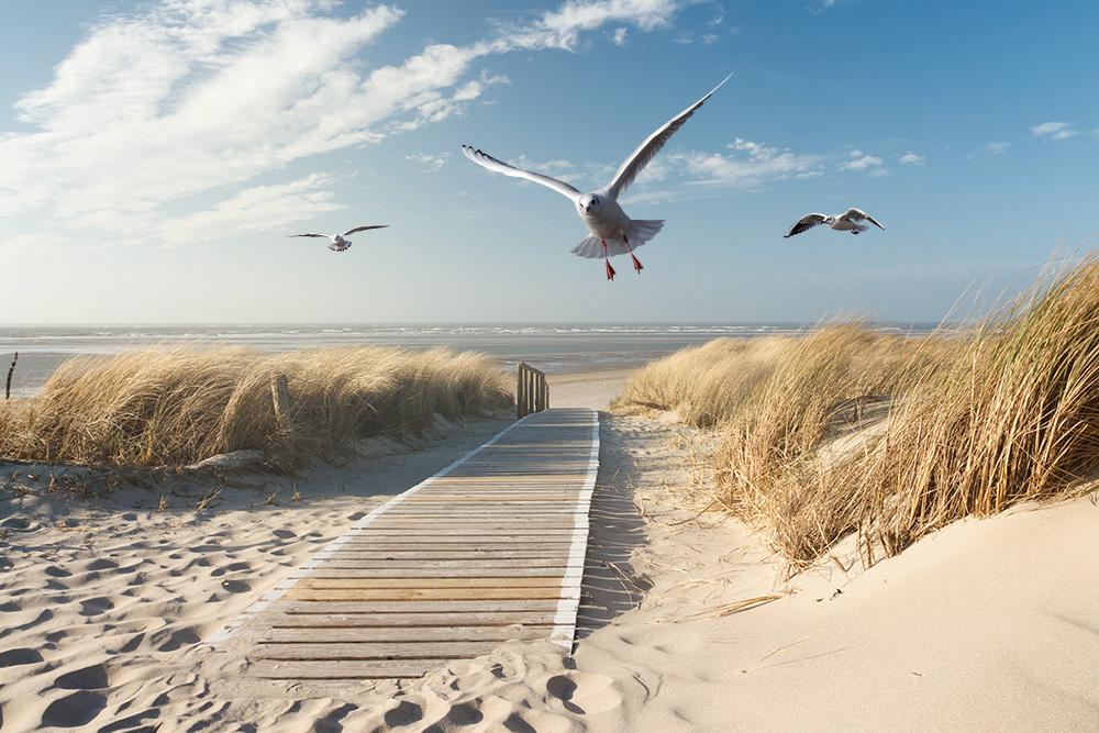 Fototapete Möwen über den Dünen in Langeoog