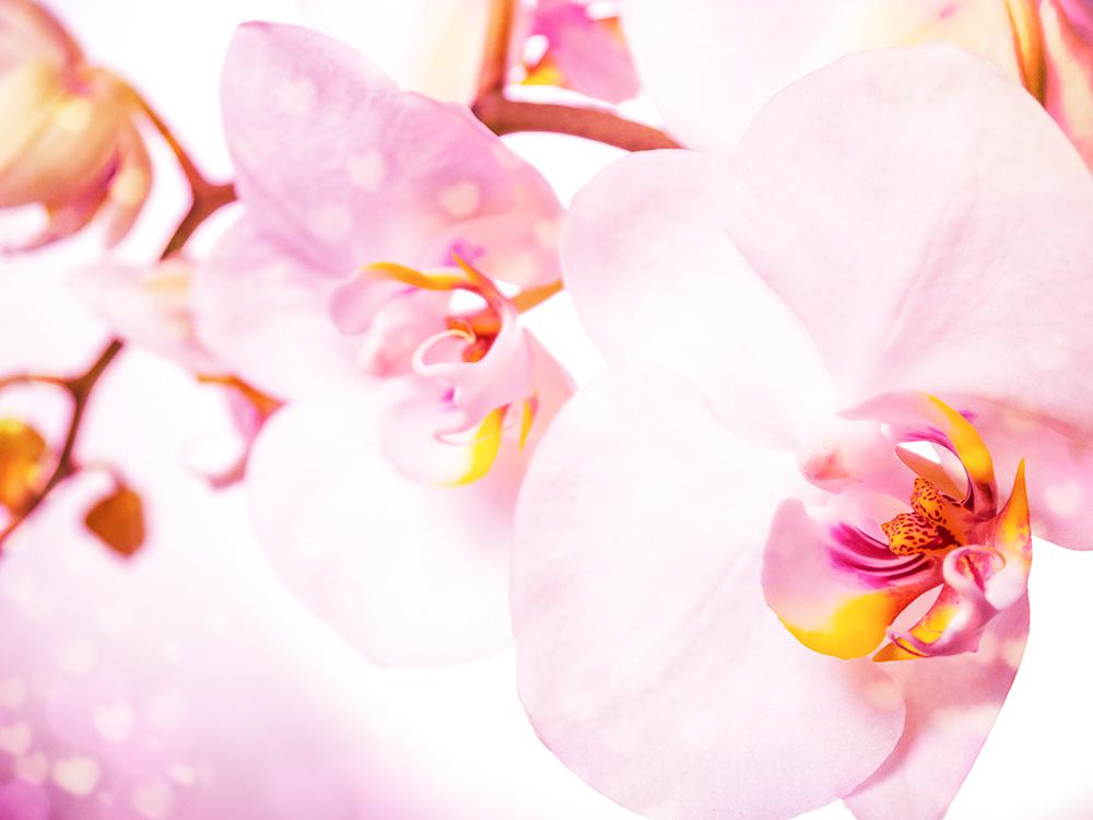 Fototapete Orchideen
