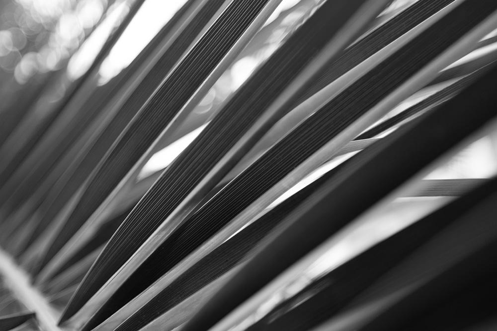 Schwarz-Weiße Fototapete mit einem Palmenblatt