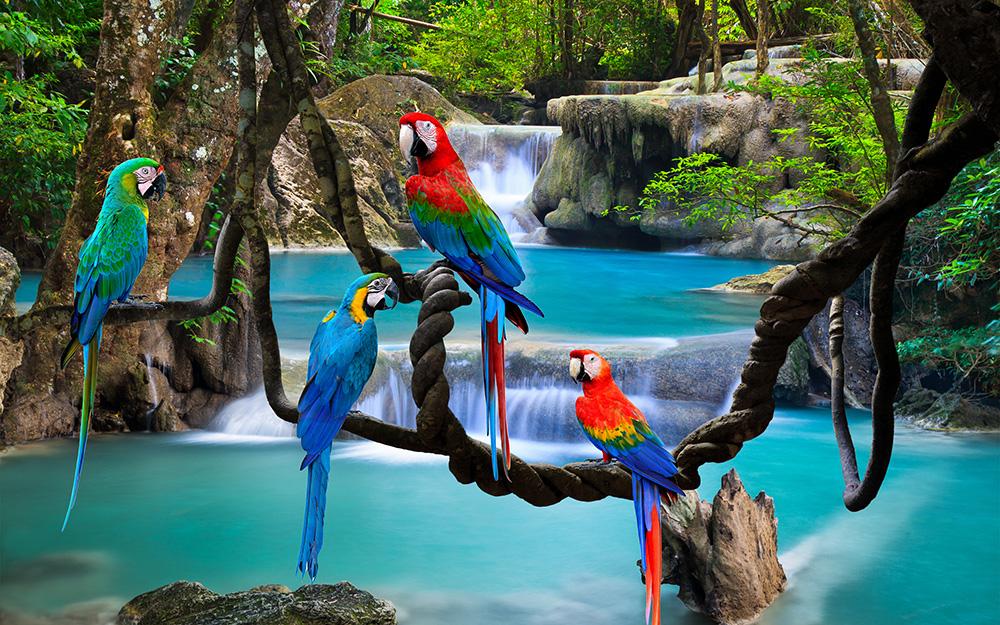 Fototapete Papageien vor einem Wasserfall