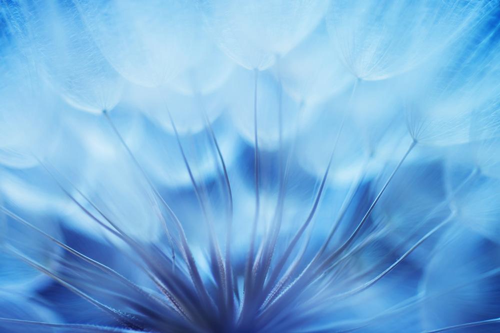Fototapete Pusteblume