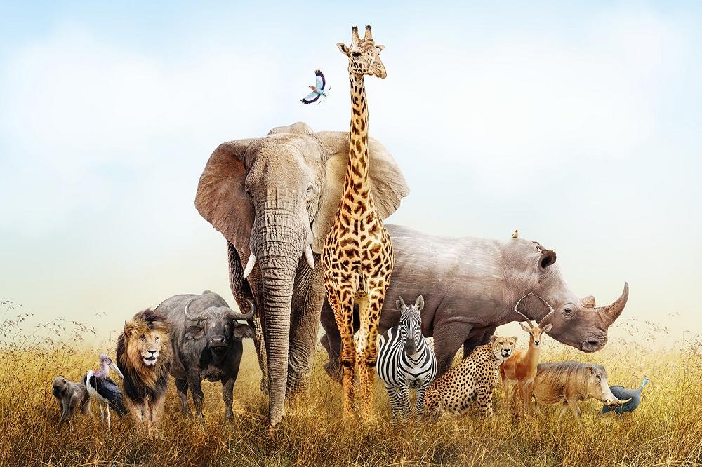 Fototapete Safari Tiere in Afrika