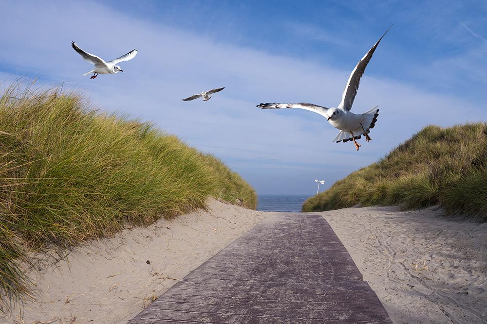 Fototapete Möwen an der Nordsee