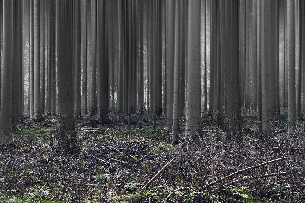 Fototapete abstrakter Wald