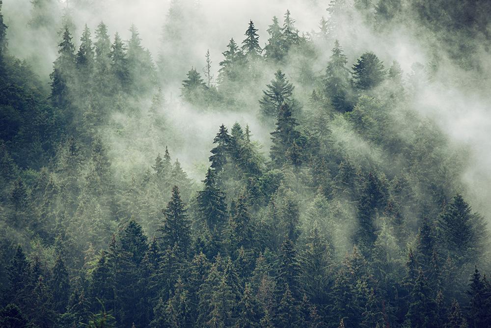 Fototapete Bäume im Nebel in den Bergen