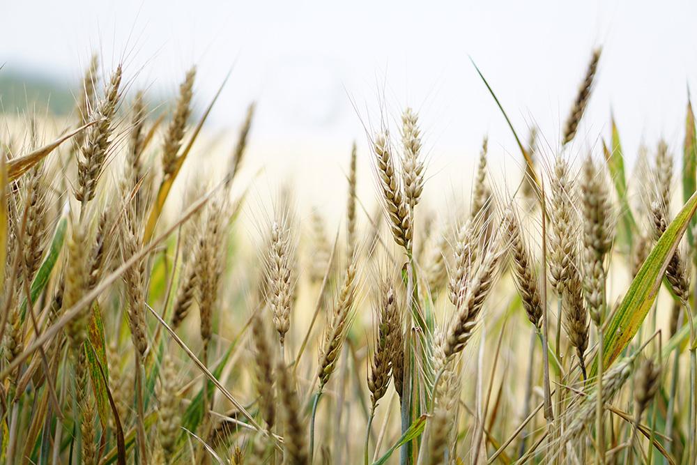 Fototapete Weizenähren im Sommer