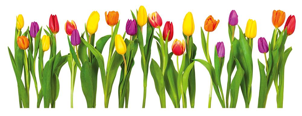 Fenstersticker Tulpen