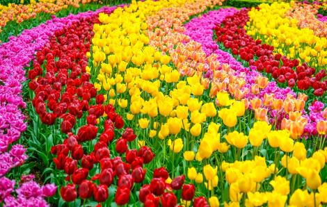 Fototapete Tulpen