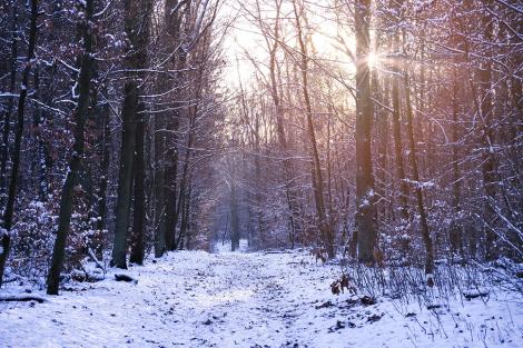 Fototapete Winterwald