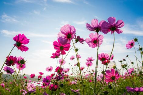 Fototapete Blumen