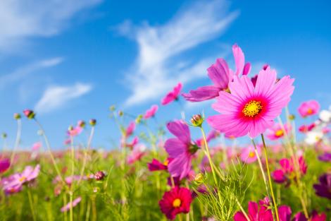 Fototapete Blumen