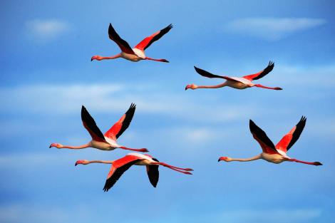 Fototapete Flamingos