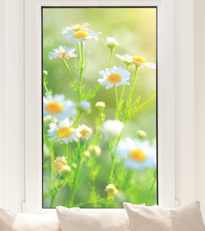 Fensterfolie mit Kamille im Sonnenlicht im Hochformat