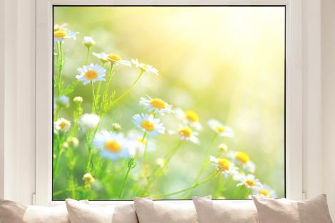 Fensterfolie mit Kamille im Sonnenlicht