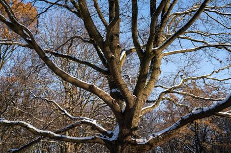 Vlies-Fototapete – Baum im Winter