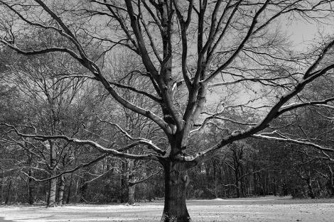 Vlies-Fototapete – Verschneiter Baum in Schwarz-Weiß