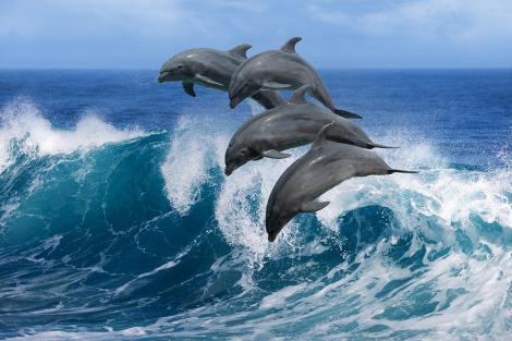 Fototapete Delfine springen aus dem Wasser