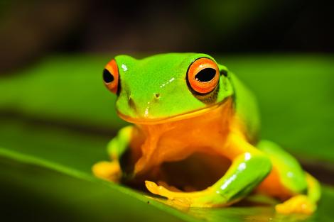 Fototapete mit einem grünem Laubfrosch