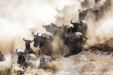 Vlies-Fototapete – Gnus laufen durch einen Fluss