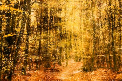 Fototapete malerischer Herbstwald