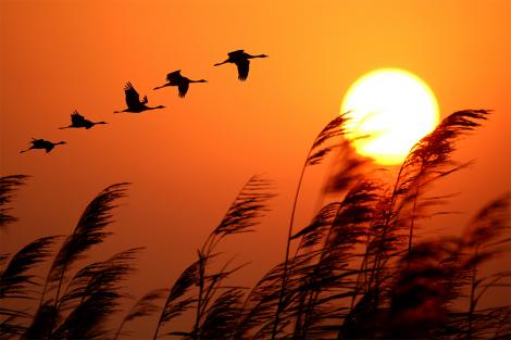Vlies-Fototapete Kraniche fliegen bei Sonnenaufgang am Himmel