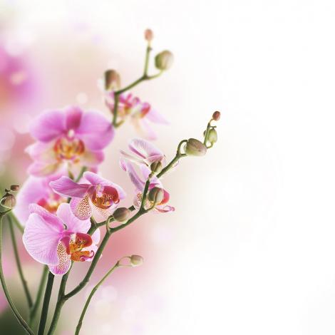Vlies-Fototapete mit einer blühenden Orchidee in Violett