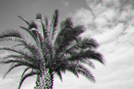 Vlies-Fototapete Palmen in Schwarz-Weiß mit Effekt-Konturen