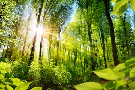 Vlies-Fototapete – Sonnenstrahlen im grünen Wald