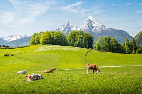 Fototapete Kühe grasen in den Alpen