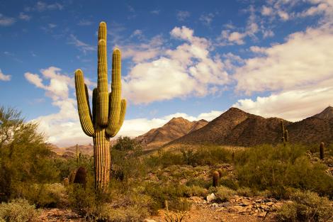 Fototapete Kaktus in der Wüste von Arizona