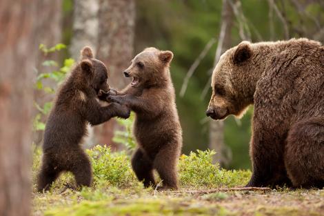 Fototapete Bärenjunge mit der Bärenmutter im Wald