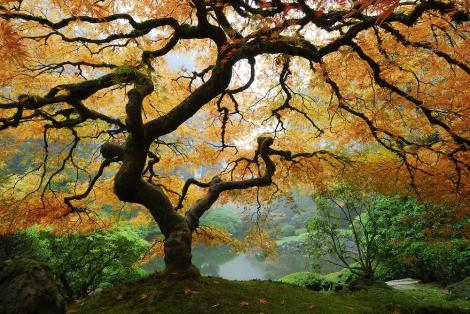 Fototapete Baum im japanischen Garten
